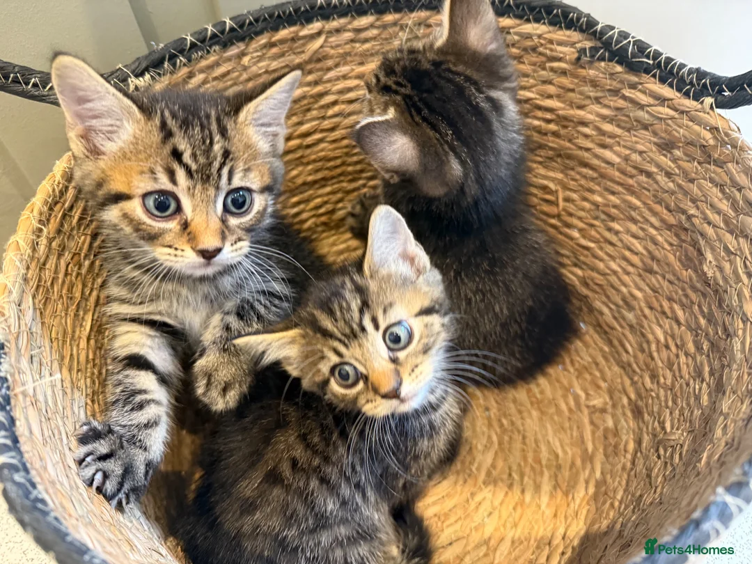 Mixed Breed cats for sale: Kittens - Advert 2