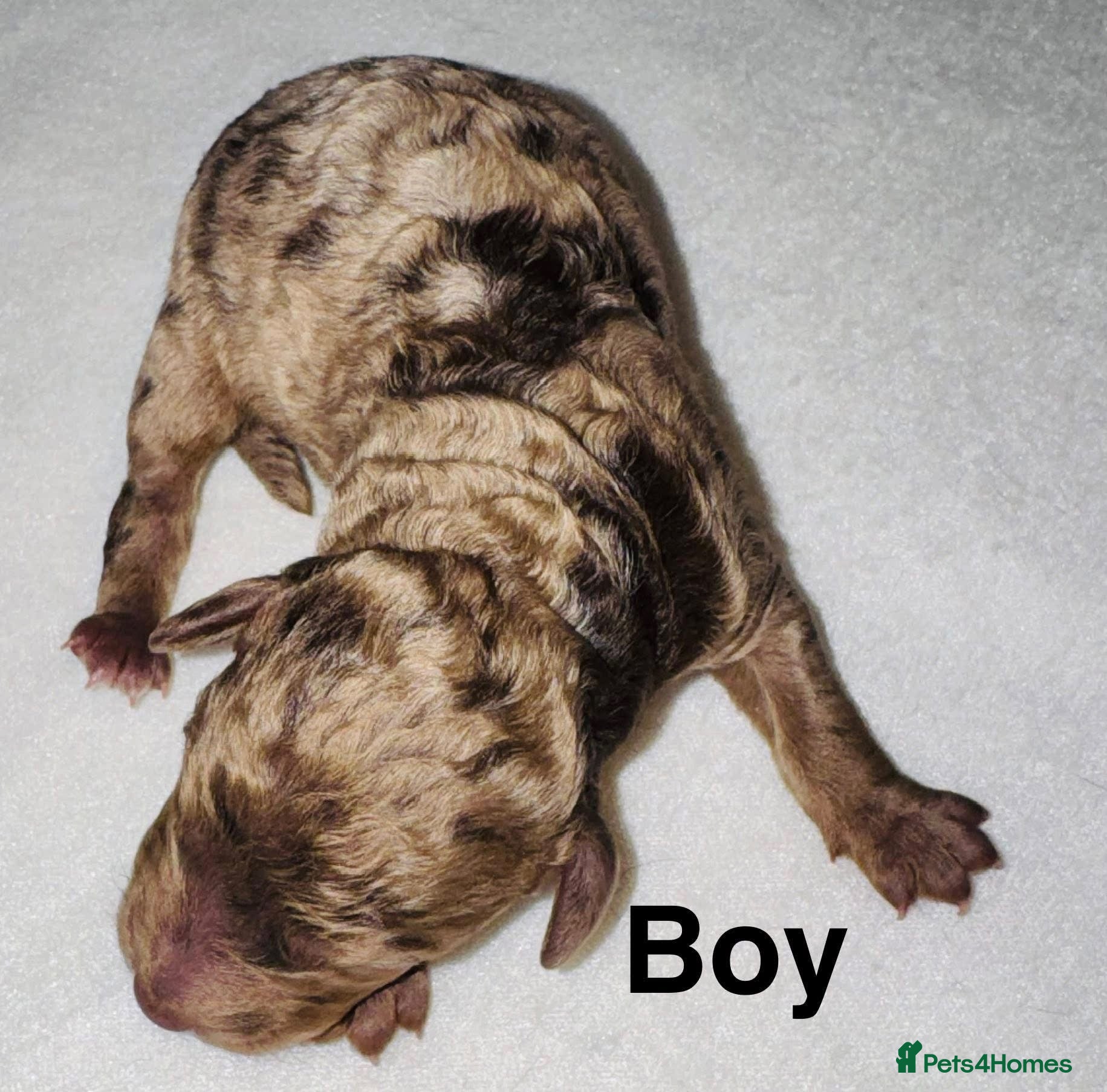 Cockapoo dogs for sale: DNA CLEAR, Adorable cockapoo puppies  - Advert 3