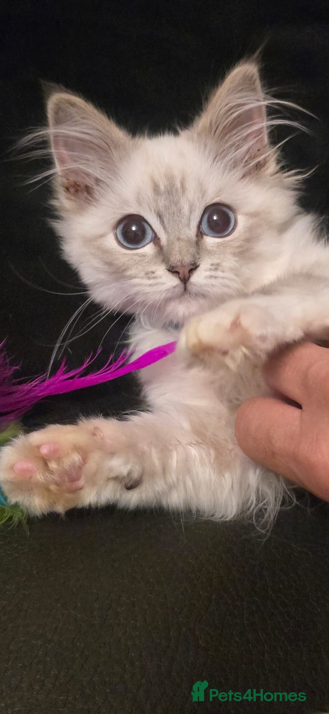 Ragdoll cats for sale: Ragdoll 6 months old - Image 4