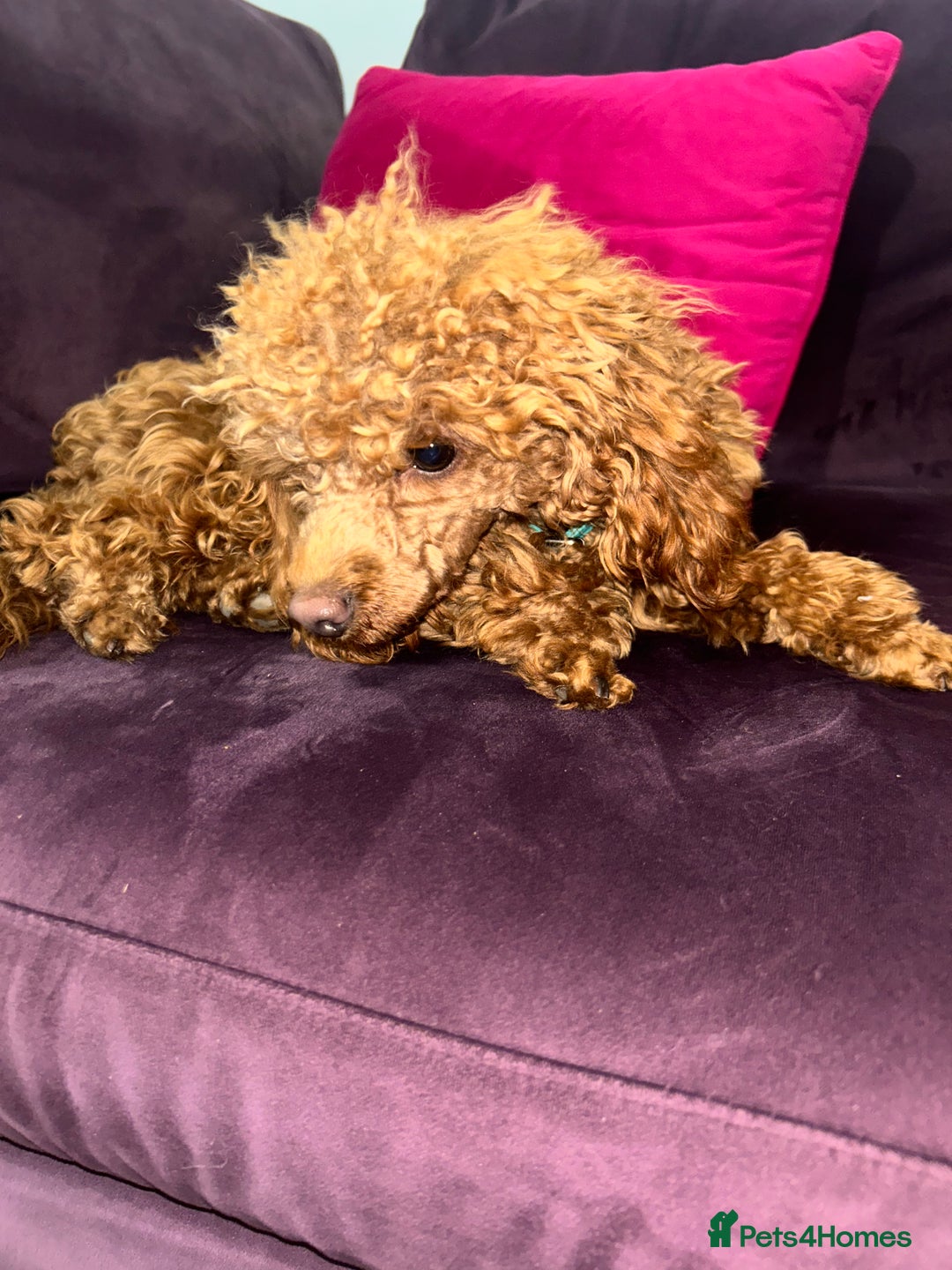 Toy Poodle dogs for sale: Lady red Kc toy poodle female  - Image 13