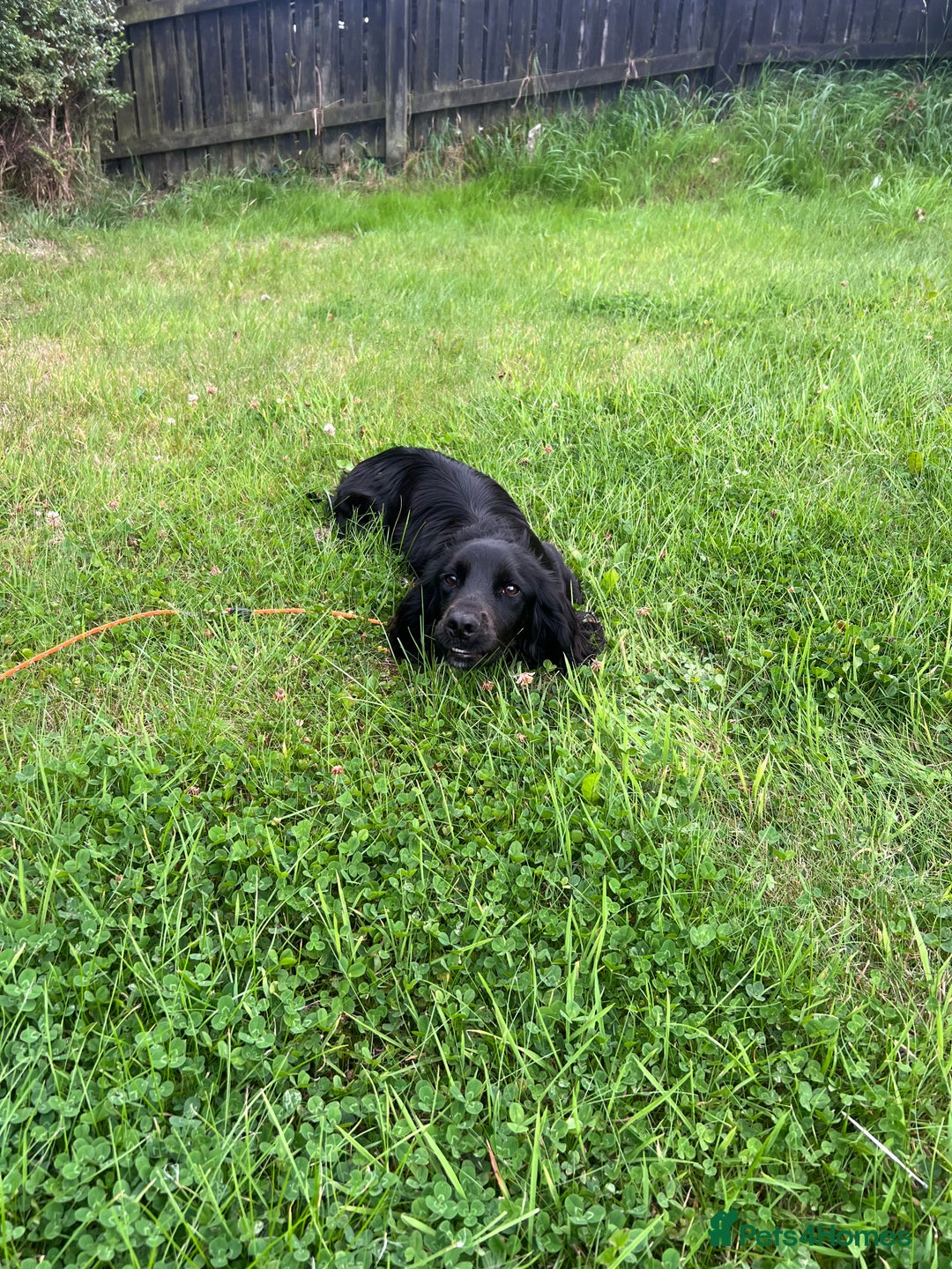 Cocker Spaniel dogs for sale: 🐾 10-Month-Old Pedigree Cocker Spaniel 🐾 - Image 2