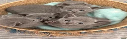 Russian Blue cats for sale: TICA Registered Russian Blue Kittens - Advert 8