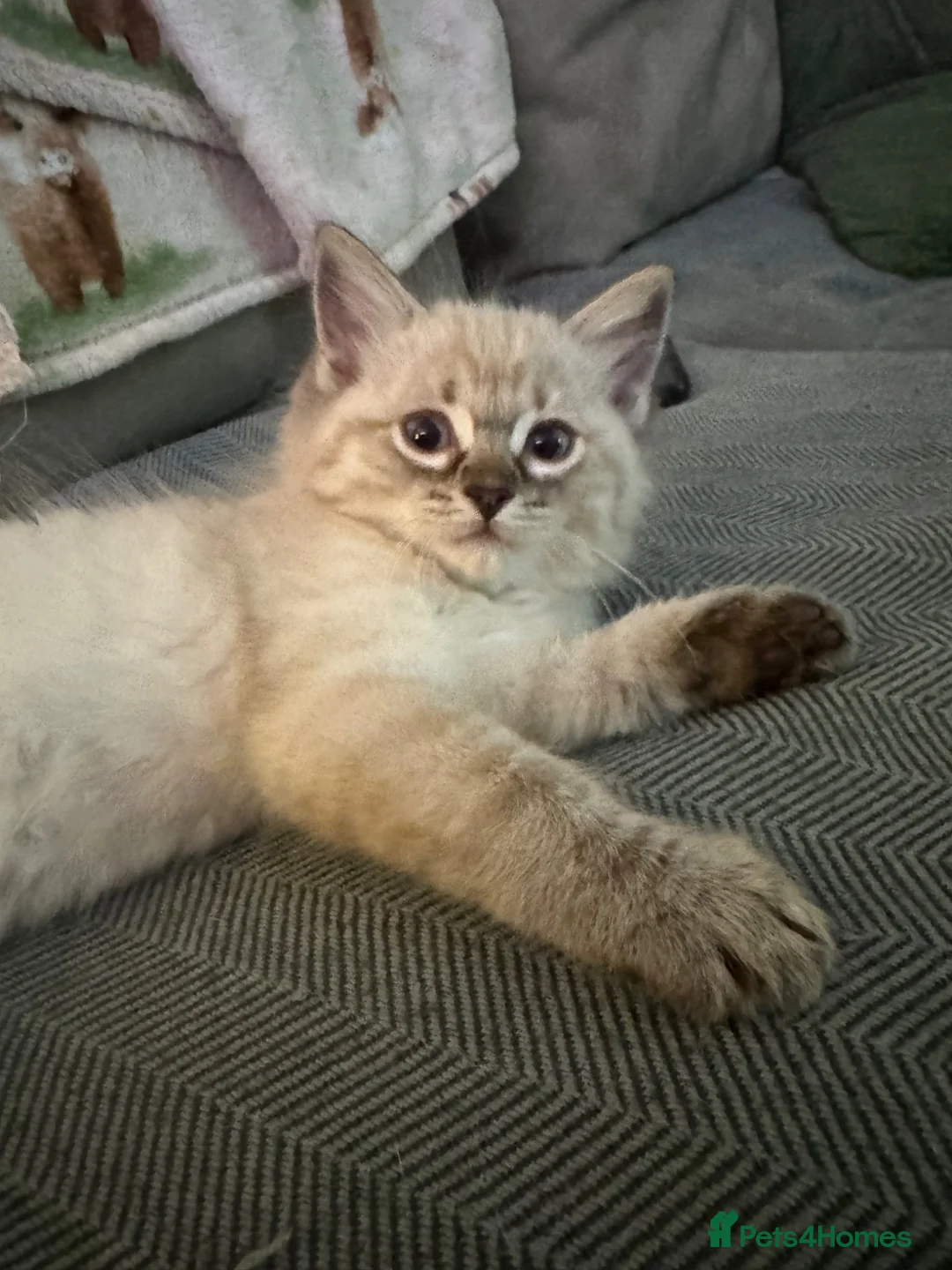 Ragdoll cats for sale: Male ragdoll - Advert 2