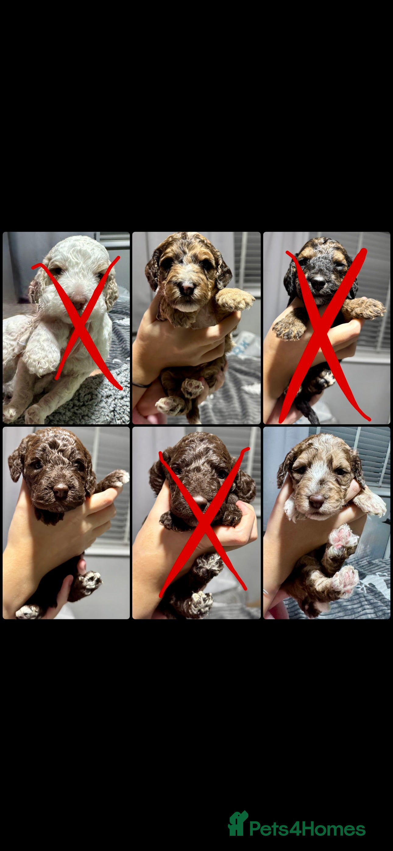 Cockapoo dogs Stunning F2b Cockapoo FULLY Health tested parents  - Advert 10