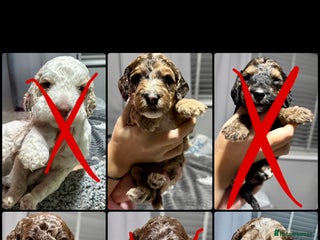 Cockapoo dogs Stunning F2b Cockapoo FULLY Health tested parents - Advert 10