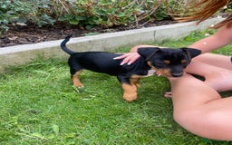 Jack Russell dogs for sale: Jack Russell terrier puppies - Image 16