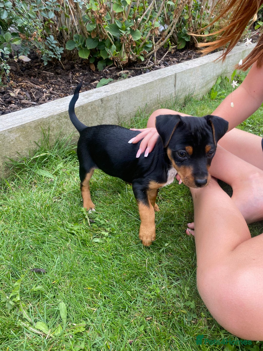 Jack Russell dogs for sale: Jack Russell terrier puppies - Image 16