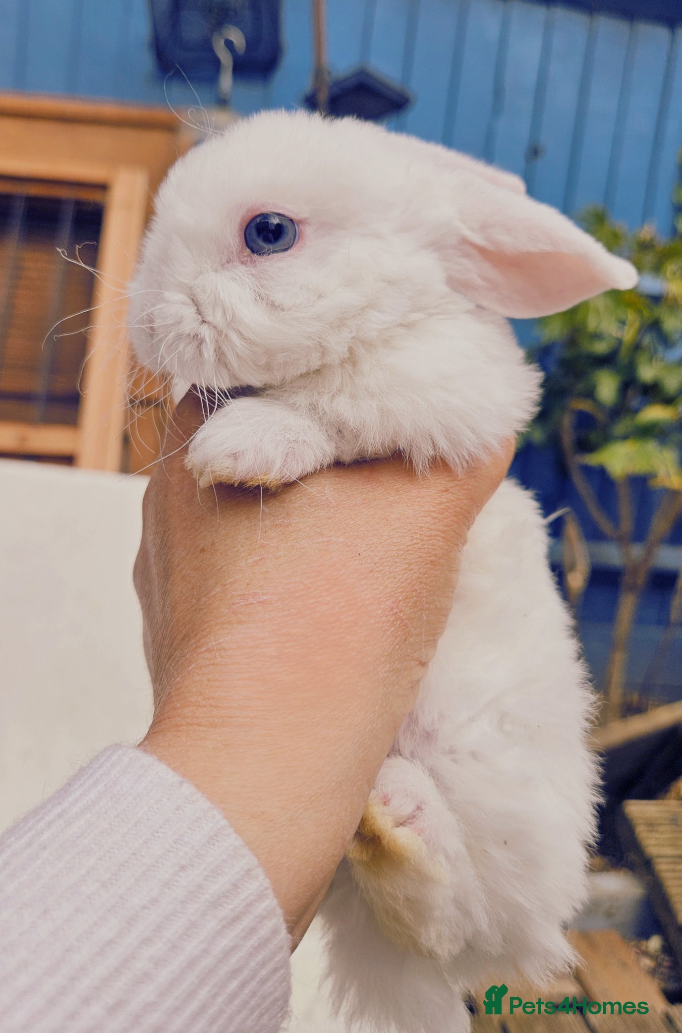 Mini Lop rabbits Mini Plush Lops - Suffolk - Advert 1