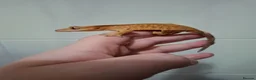 Gecko reptiles for sale: 3 crested geckos for sale  - Advert 9