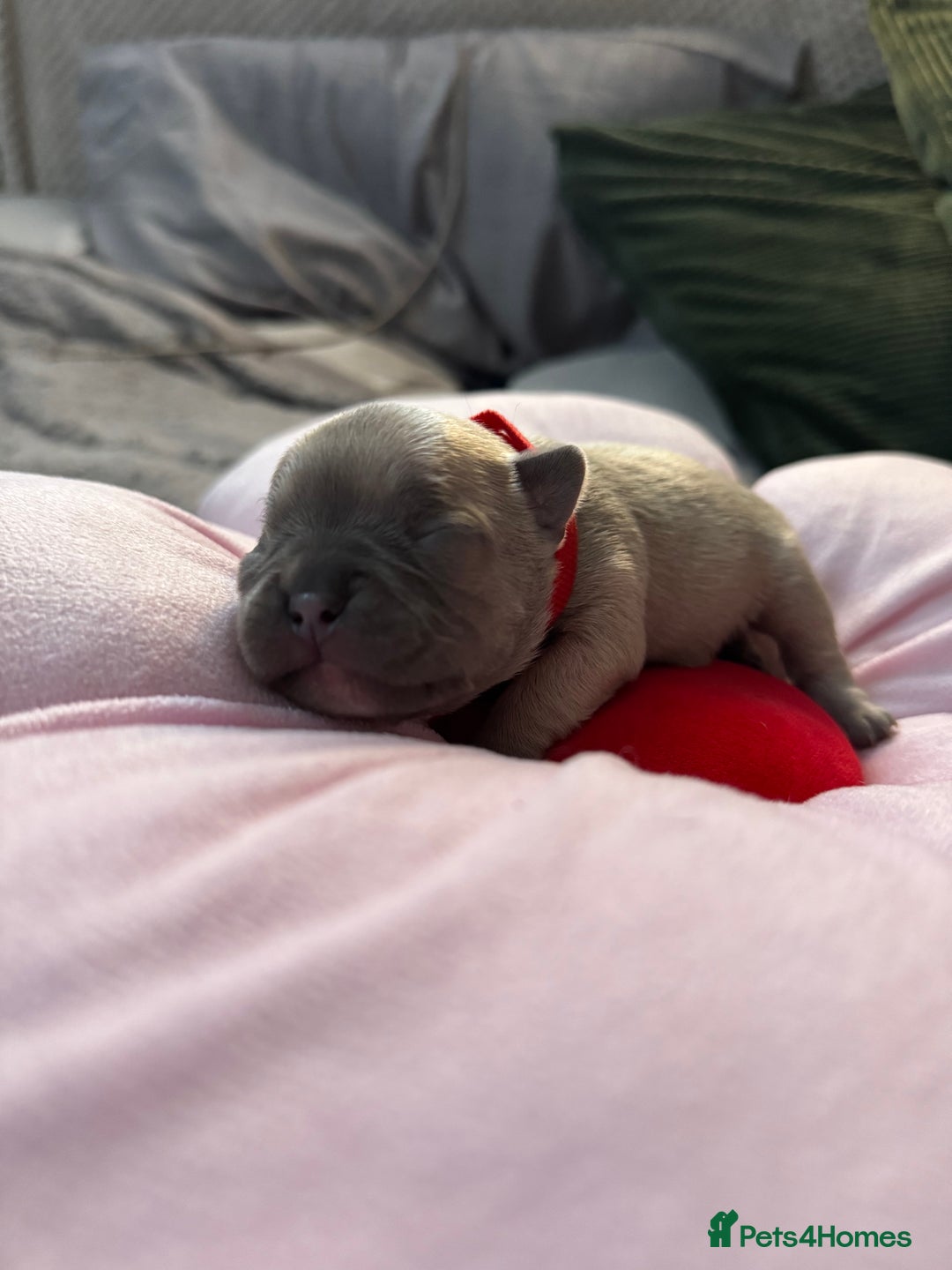 French Bulldog dogs for sale: 🎉 New years pups 🎉 7 adorable French bulldog pup - Advert 8