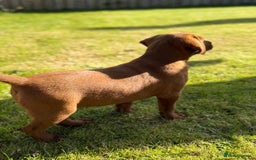 Labrador Retriever dogs for sale: Fox Red /  Mahogany Labradors  - Image 17