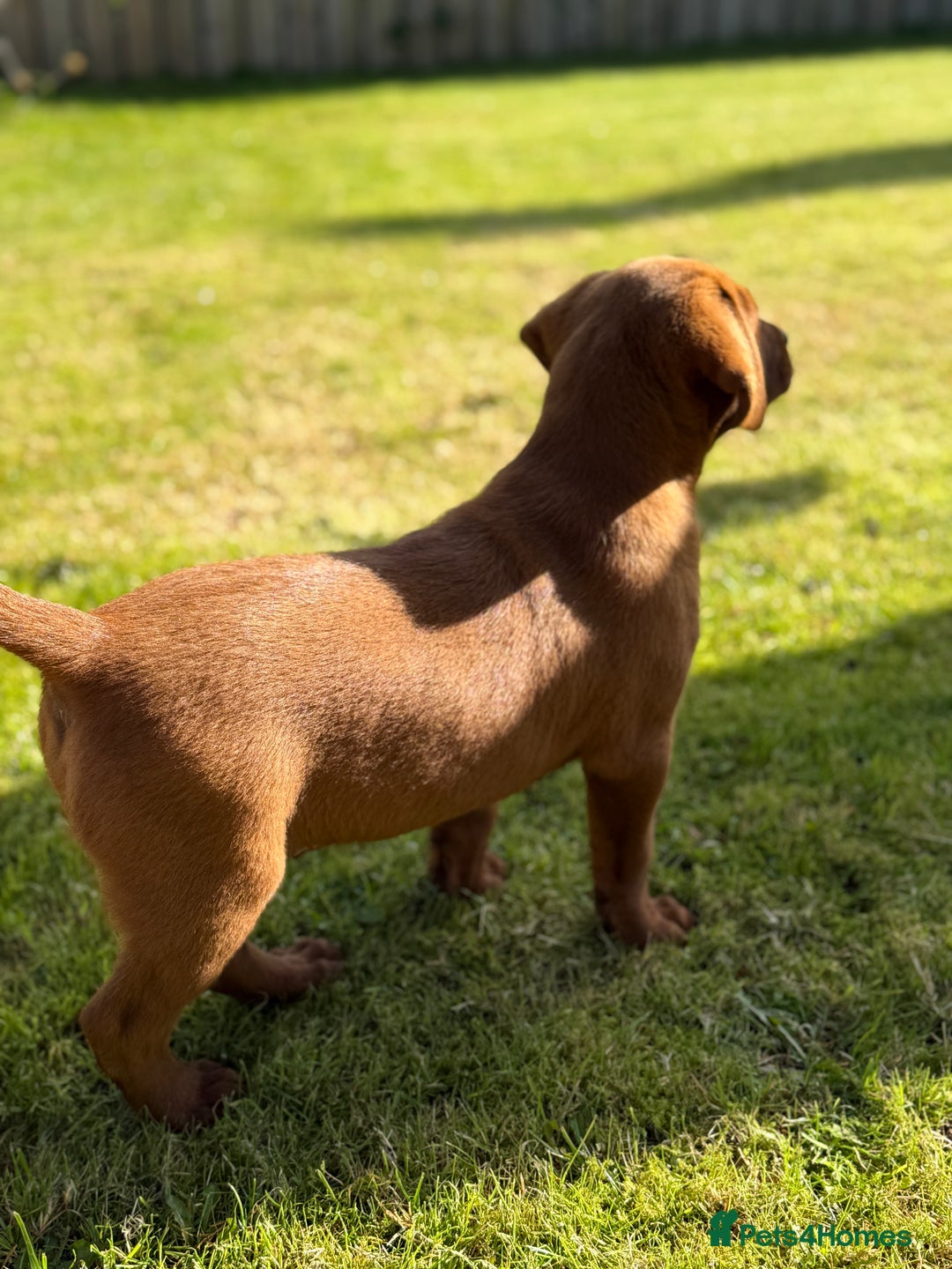 Labrador Retriever dogs for sale: Fox Red /  Mahogany Labradors  - Image 17