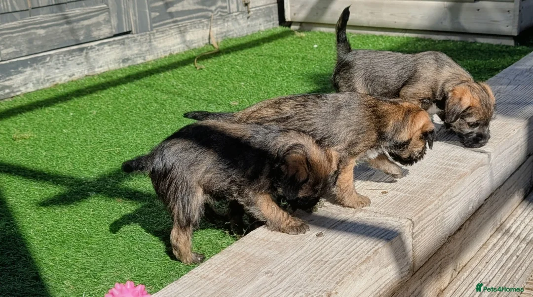 Border Terrier dogs for sale: Champion Bloodline KC Reg Border Terrier Pups  - Advert 11