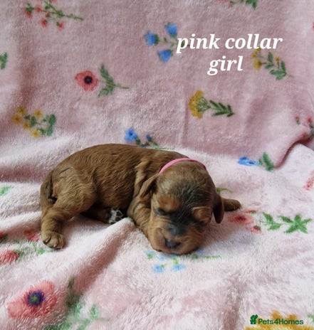 Cockapoo dogs - Advert 11