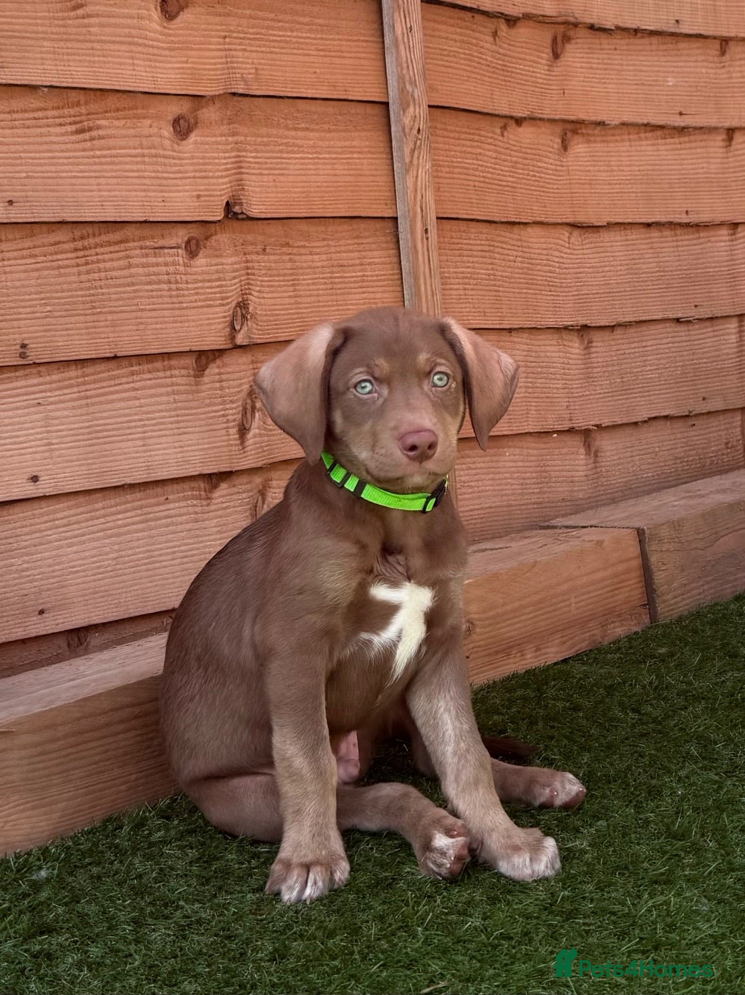 Mixed Breed dogs Gorgeous Siberian Shepsky x Weimaraner Puppies  - Advert 1