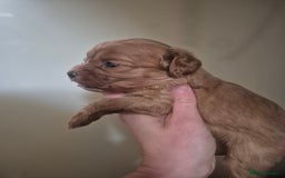 Cavapoo dogs for sale: Cavapoo babies - ready end nov - Image 3