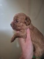 Cavapoo dogs - Advert 4