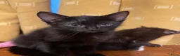 Mixed Breed cats for sale: Kittens ready  - Advert 8