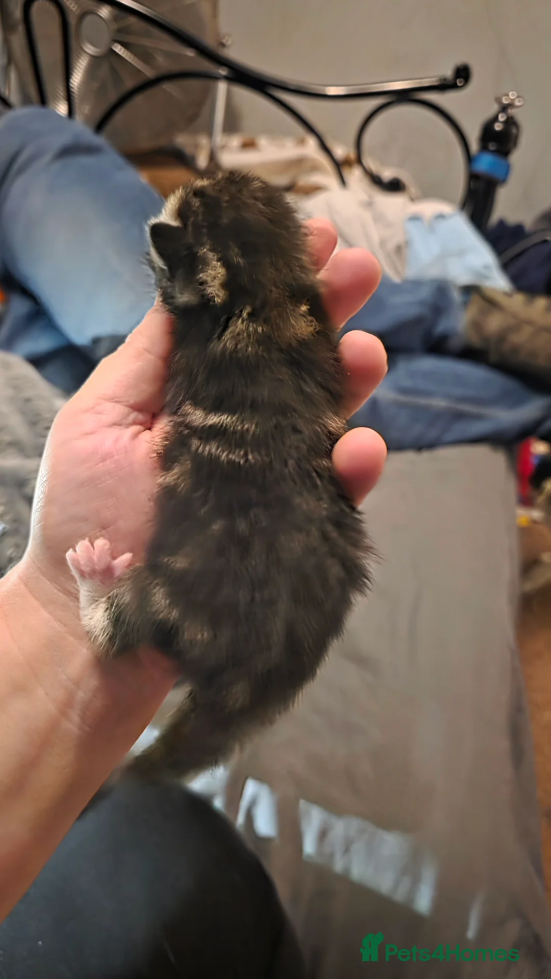 Mixed Breed cats for sale: Savannah X Domestic kittens - Advert 8