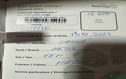 Mixed Breed dogs for adoption: Meet Lovely little LOTTIE! she needs a Loving Home - Image 18