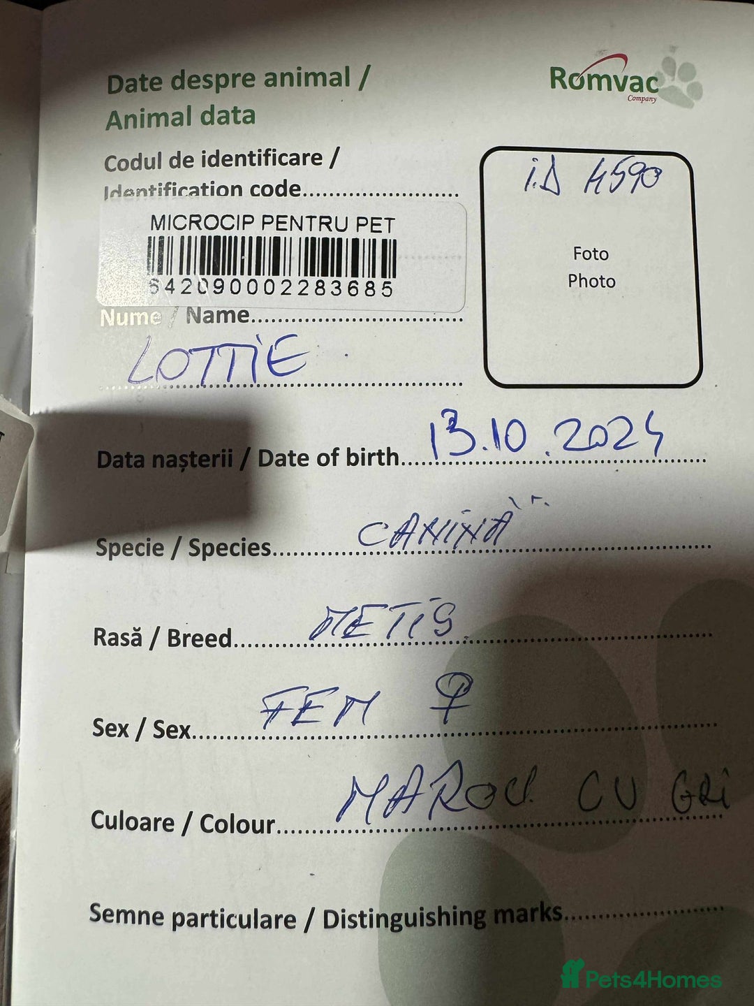 Mixed Breed dogs for adoption: Meet Lovely little LOTTIE! she needs a Loving Home - Image 18