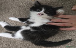 Mixed Breed cats for sale: Boy,2xAdorable 9-Week-Old Kittens for Sale  - Image 5