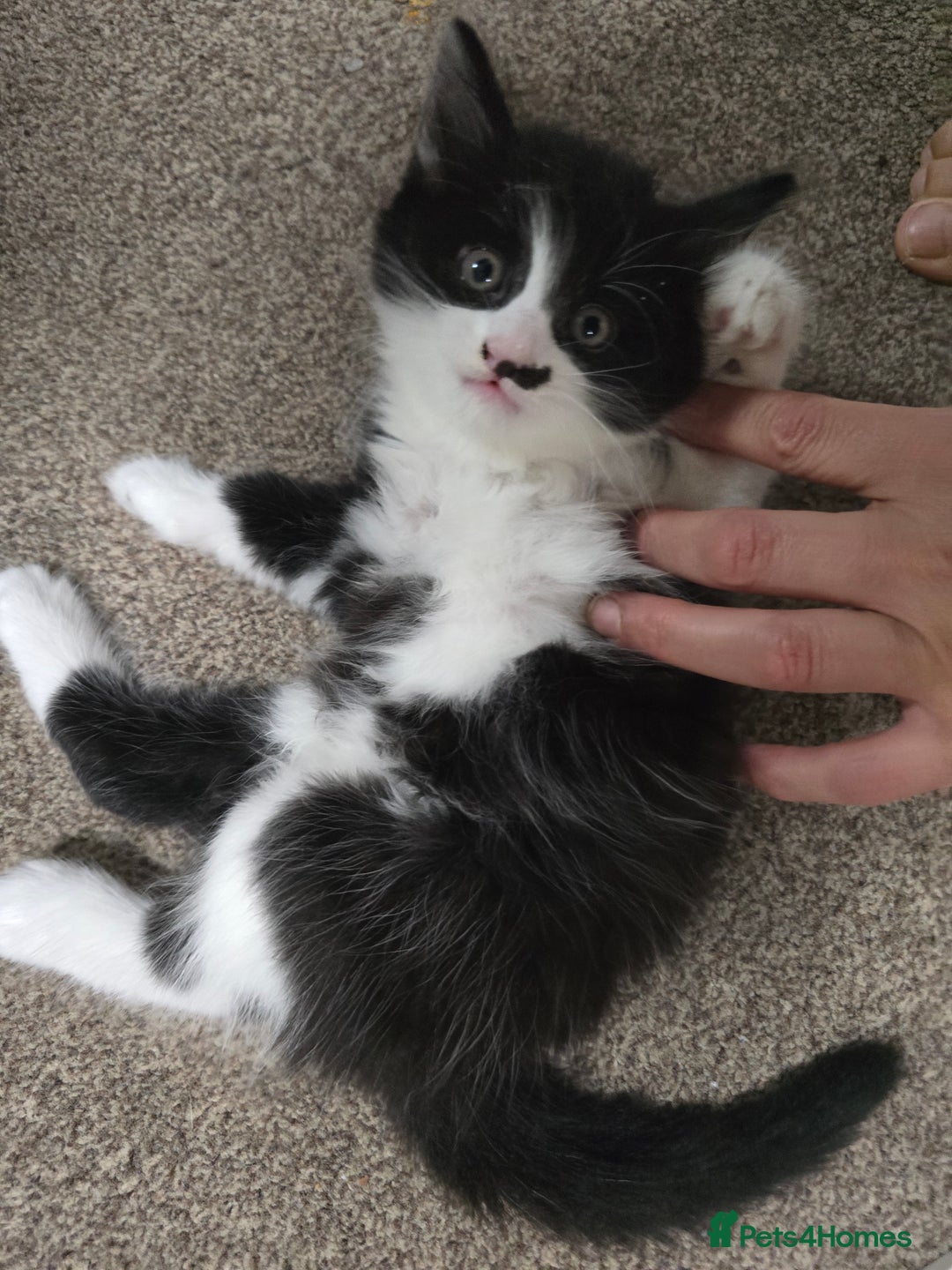 Mixed Breed cats for sale: Boy,2xAdorable 9-Week-Old Kittens for Sale  - Image 5