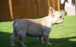 French Bulldog dogs for sale: Exceptional KC Fluffy French Bulldog Puppies - Image 9