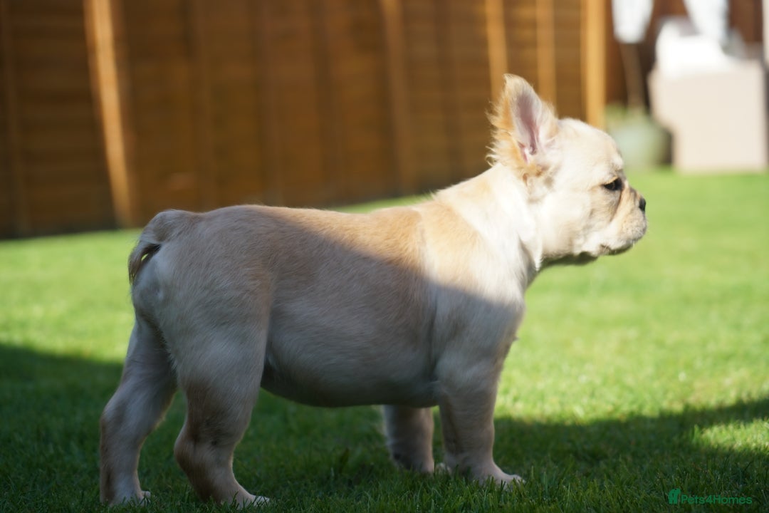 French Bulldog dogs for sale: Exceptional KC Fluffy French Bulldog Puppies - Image 9