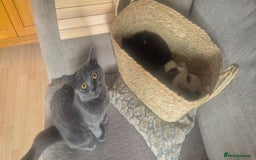 British Shorthair cats for sale: British shorthair cross please read description - Image 2