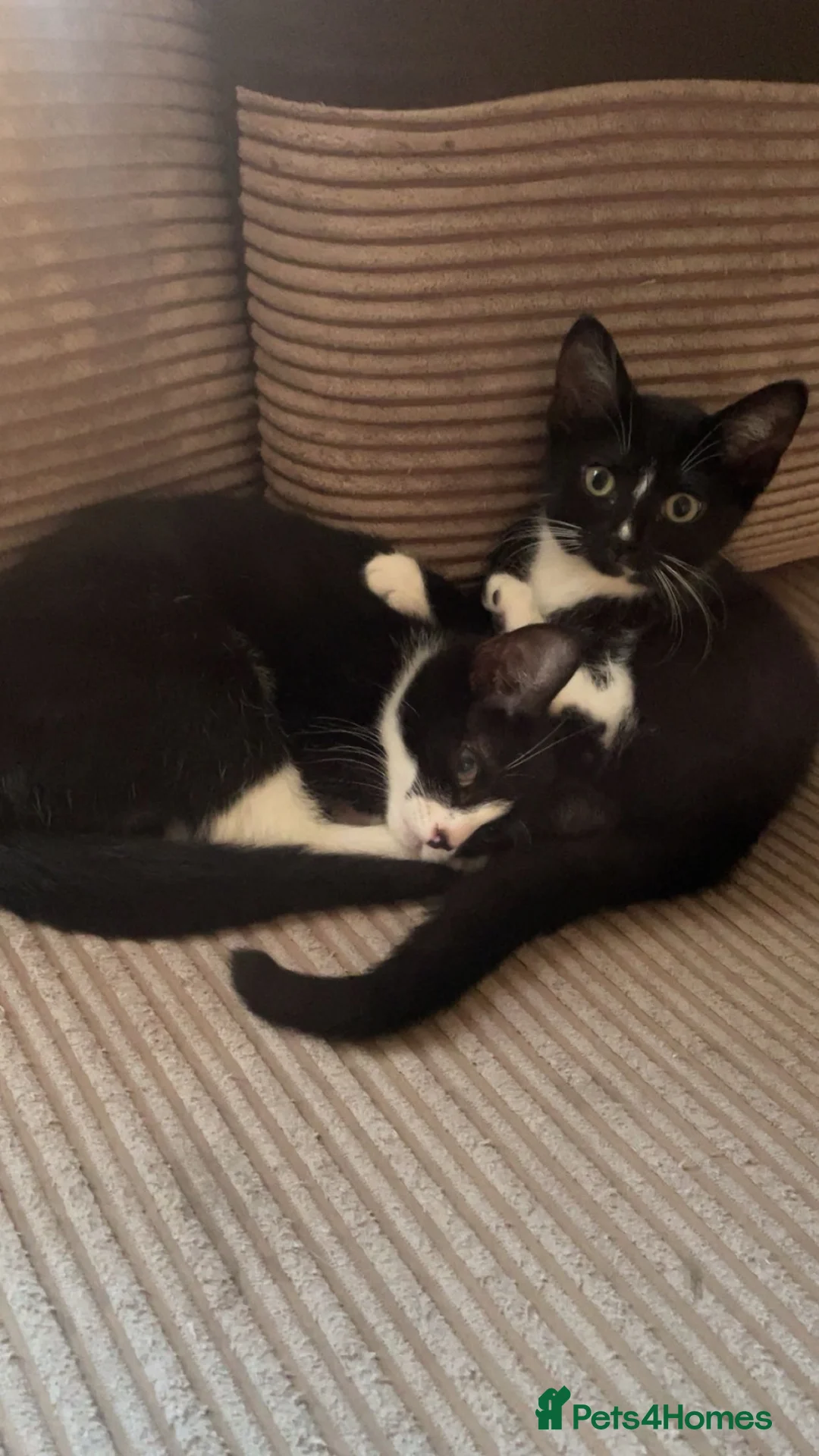 British Shorthair cats for sale: Beautiful kittens looking for there forever homes in Derby - Advert 2