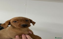 Labrador Retriever dogs for sale: Kc reg. Red lab pups. Ready 26 Oct  - Image 3