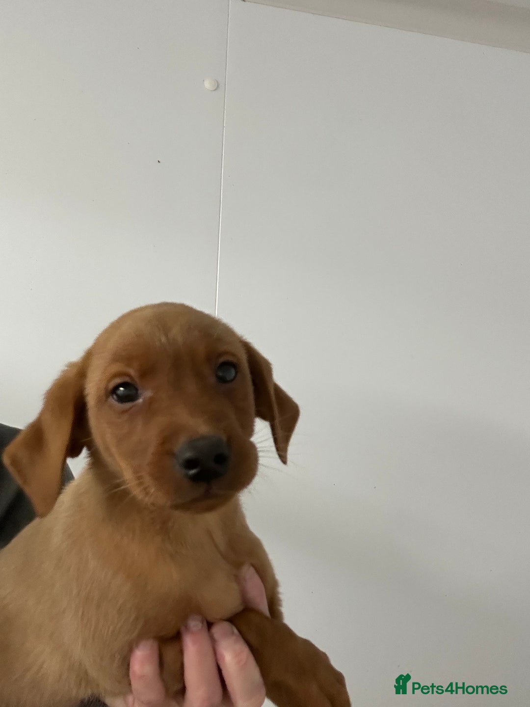 Labrador Retriever dogs for sale: Kc reg. Red lab pups. Ready 26 Oct  - Image 3