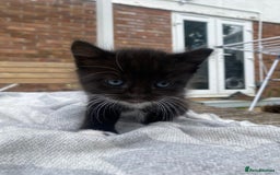 Mixed Breed cats for sale: Fluffy mixed tabby kittens  - Image 23