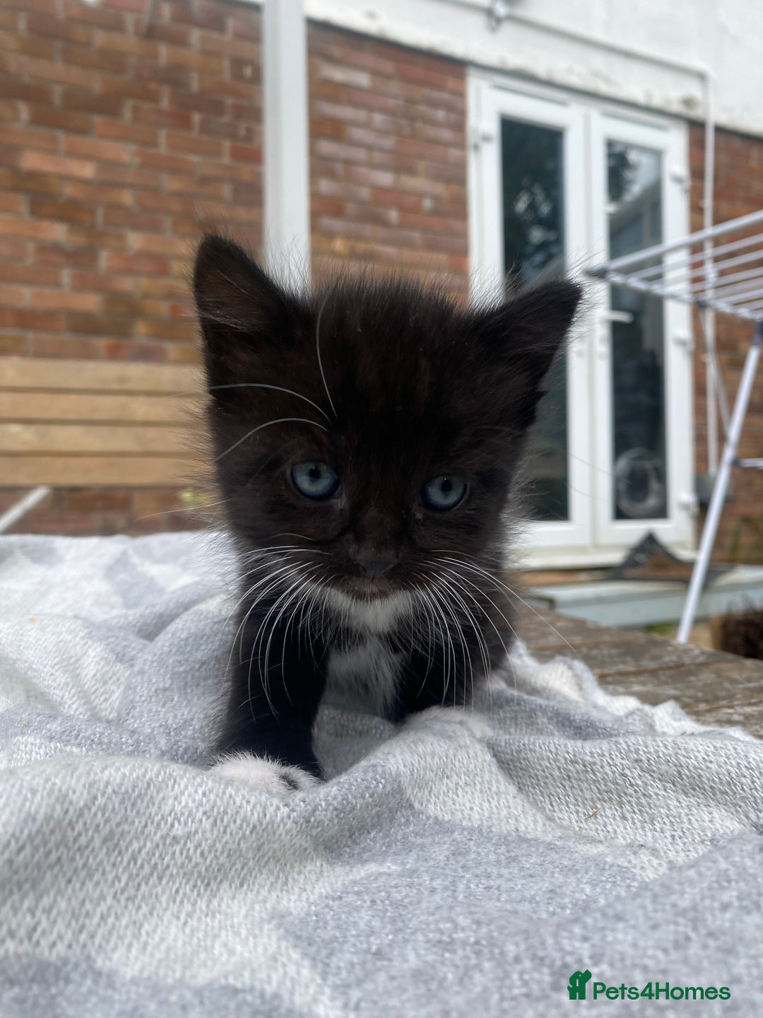 Mixed Breed cats for sale: Fluffy mixed tabby kittens  - Image 23