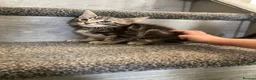 Ragdoll cats for sale: 7 beautiful rag doll x maine coon  - Advert 3