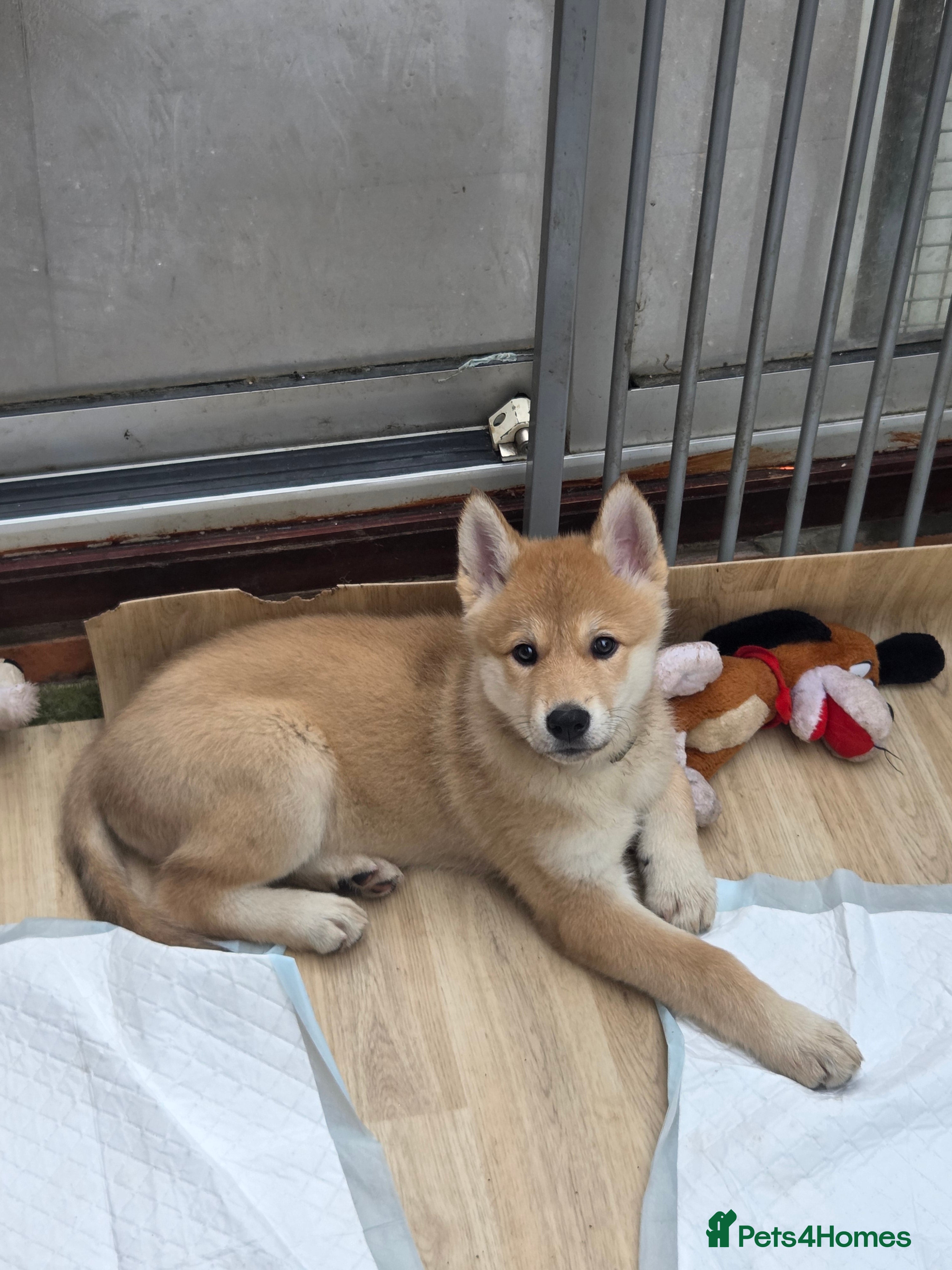 Mixed Breed dogs Czech Wolfdog × Akita/Malamute Puppies - Advert 11