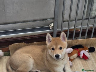 Mixed Breed dogs Czech Wolfdog × Akita/Malamute Puppies - Advert 11