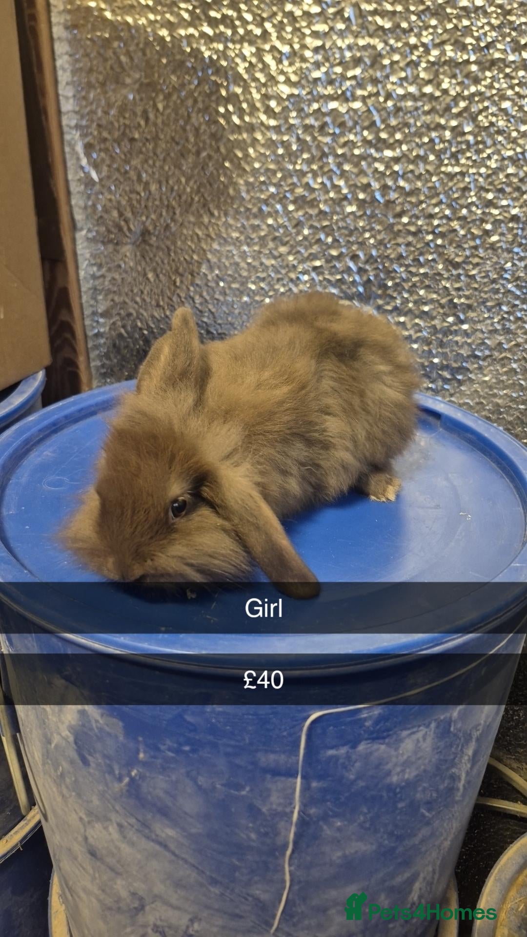 Mixed Breed rabbits Baby Lionhead Rabbits 8 week old, handled daily  - Advert 3