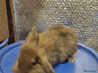 Mixed Breed rabbits Baby Lionhead Rabbits 8 week old, handled daily - Advert 3