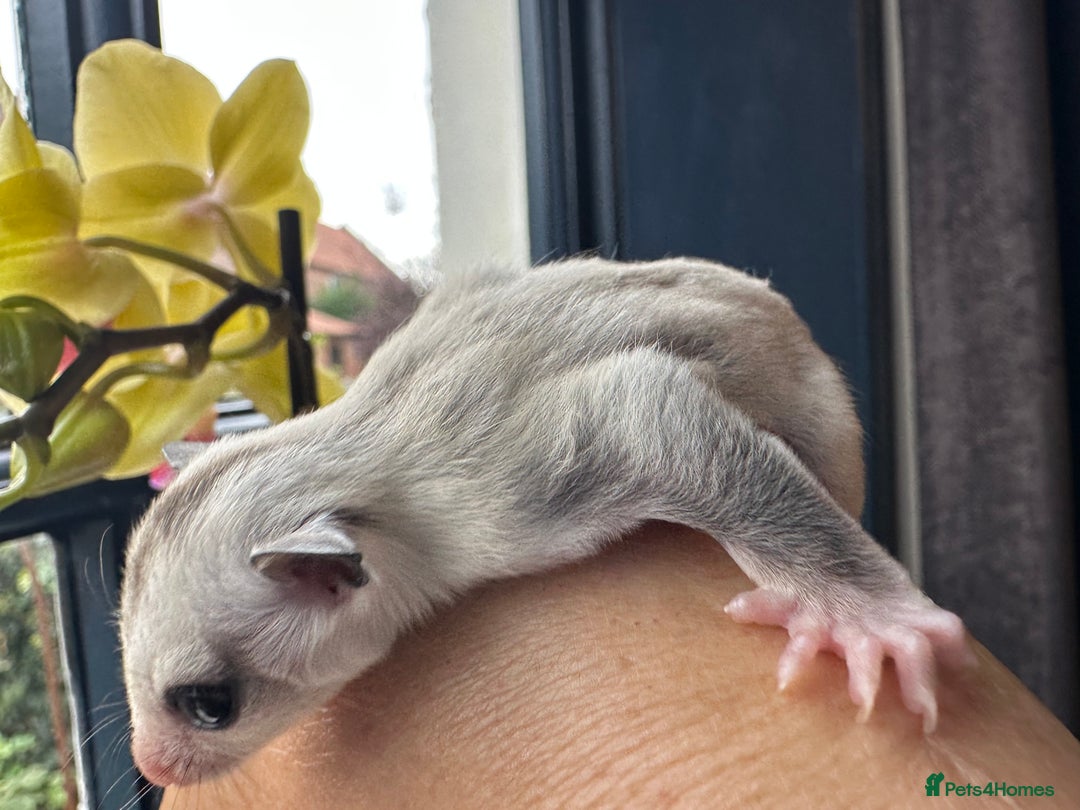 Sugar Glider rodents for sale: Stunning platinum sugar gliders - Image 6