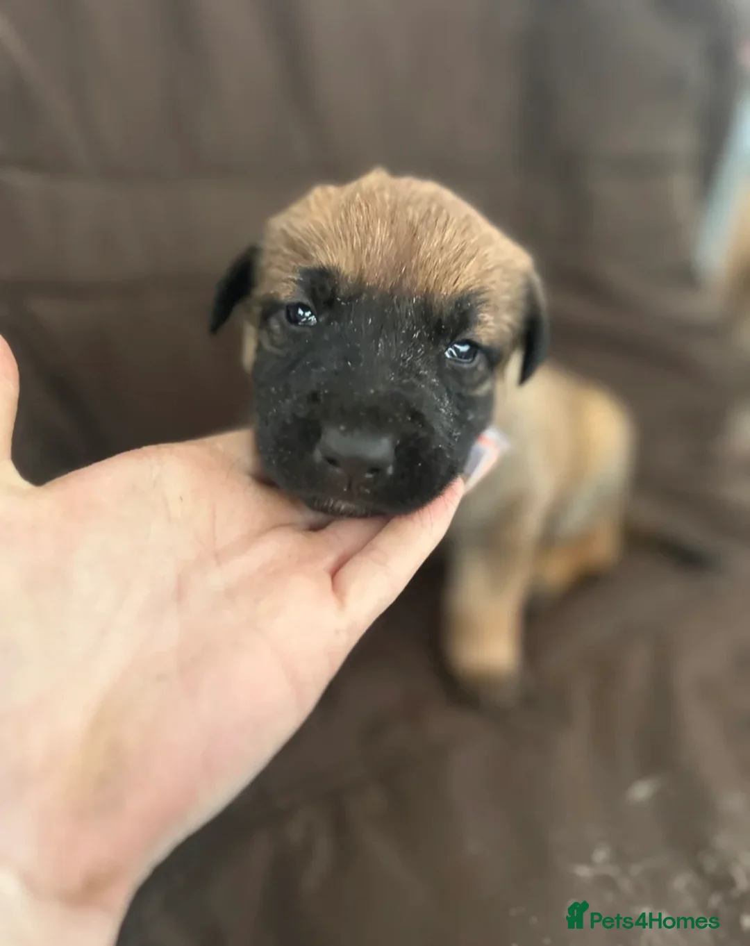 Belgian Shepherd Dog dogs for sale: Dutch shepherd puppy  - Advert 3