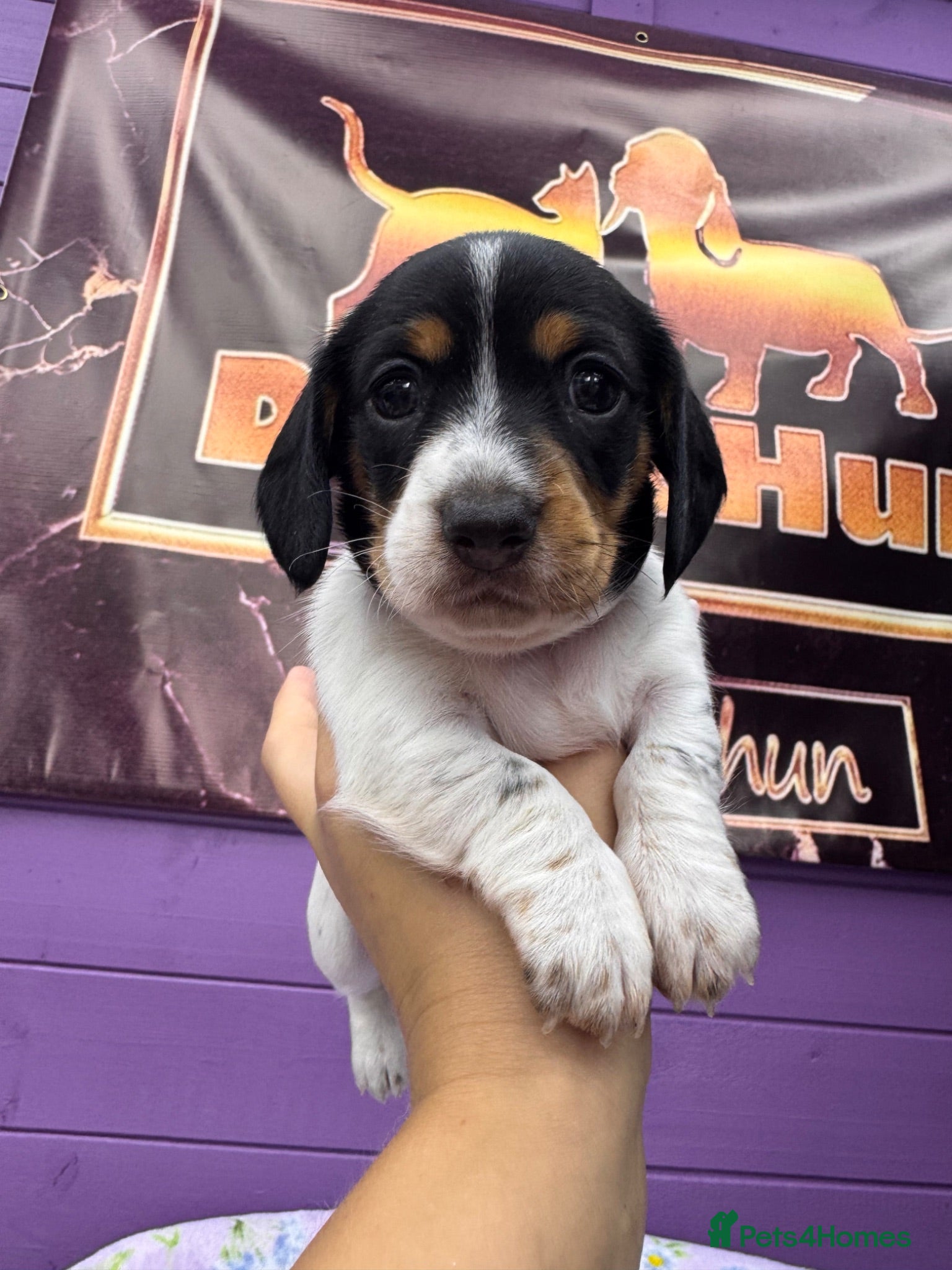 Miniature Dachshund dogs 5 cute piebald miniature dachshund puppies - Advert 1