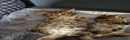 Mixed Breed cats for sale: 3 cutest females mixed bengal tabby kittens v - Advert 11