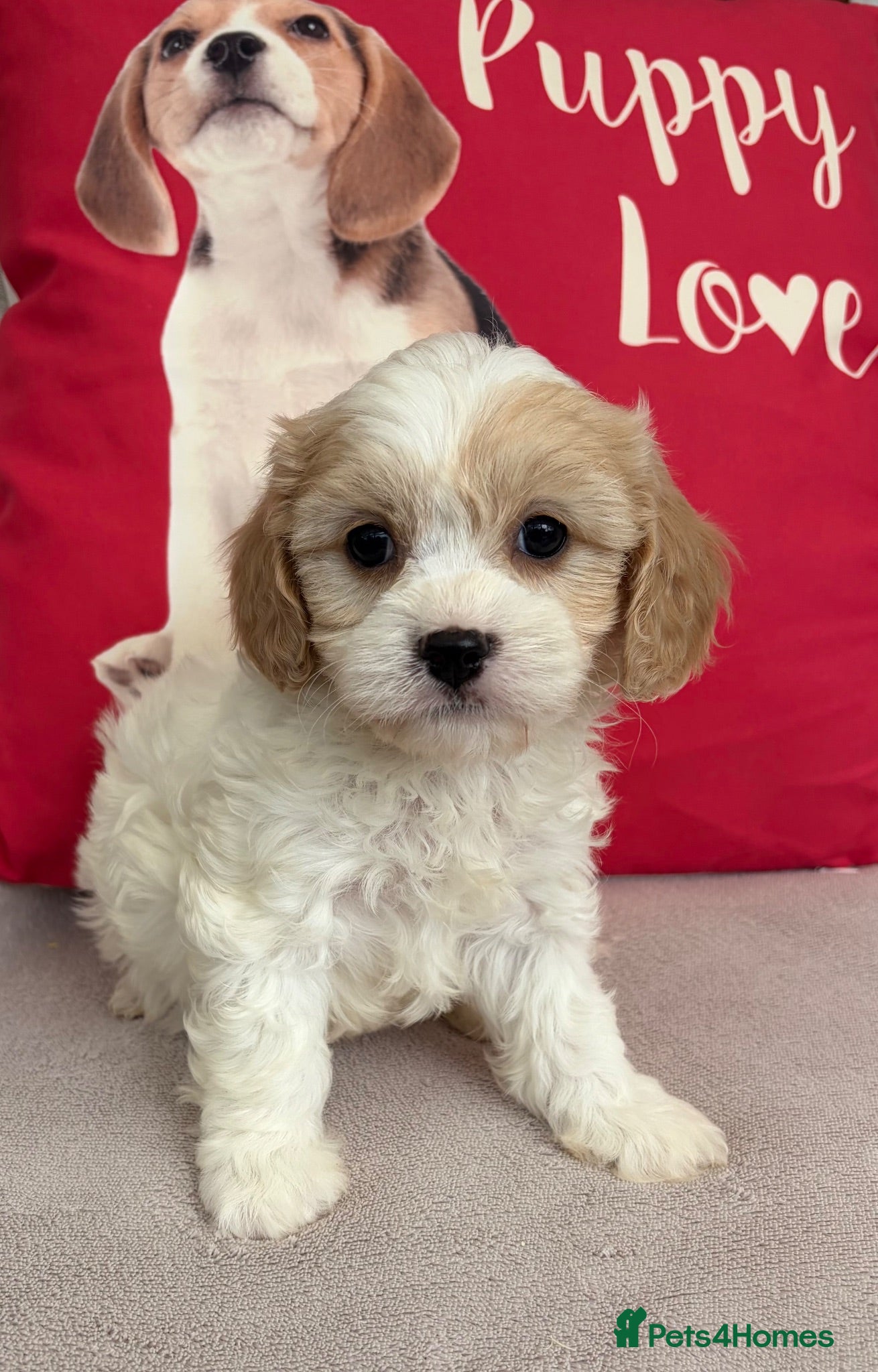 Cavachon dogs Cavashon puppies  - Advert 1
