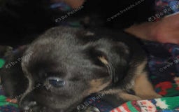 Mixed Breed dogs for sale: Shihtzu cross chihuahuas puppies (ready to leave) - Image 2