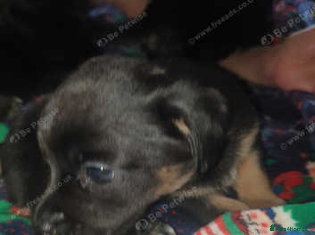 Mixed Breed dogs for sale: Shihtzu cross chihuahuas puppies (ready to leave) - Image 2