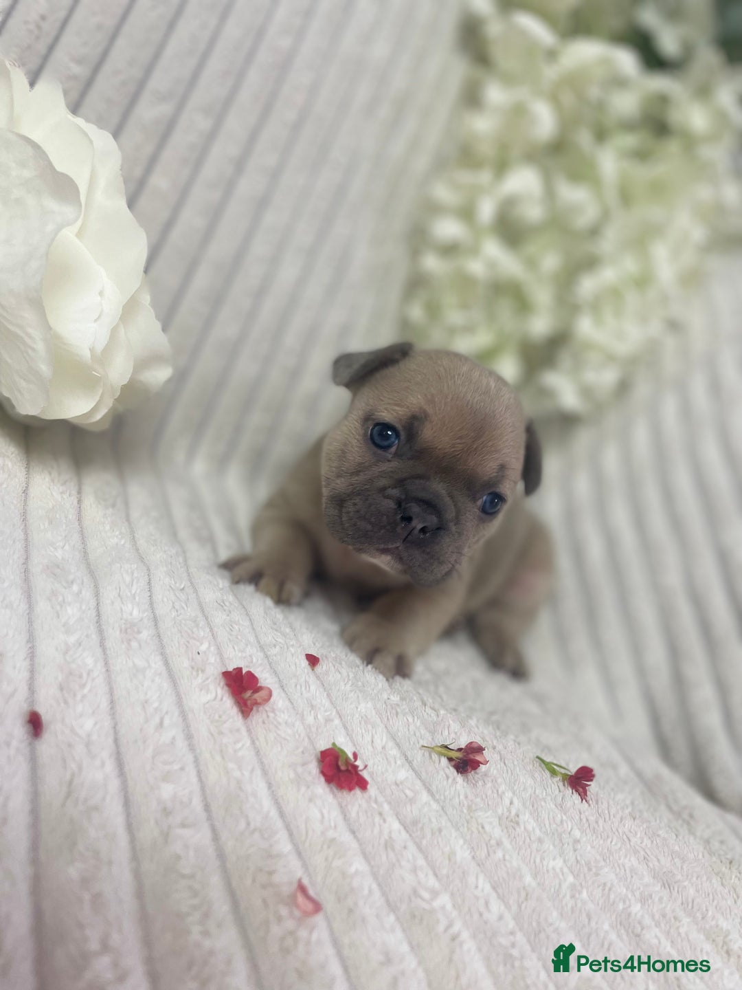 French Bulldog dogs for sale: Brindle & Fawn French Bulldog Puppies - Image 13