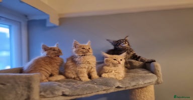 Maine Coon cats - Advert 1