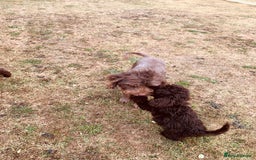 Cockapoo dogs for sale: F1b Cockapoo puppies !! health tested parents !! - Image 27